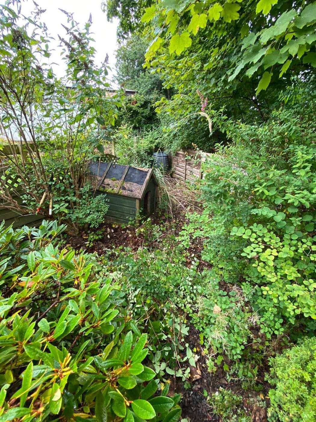 Dense overgrown border filling a back garden