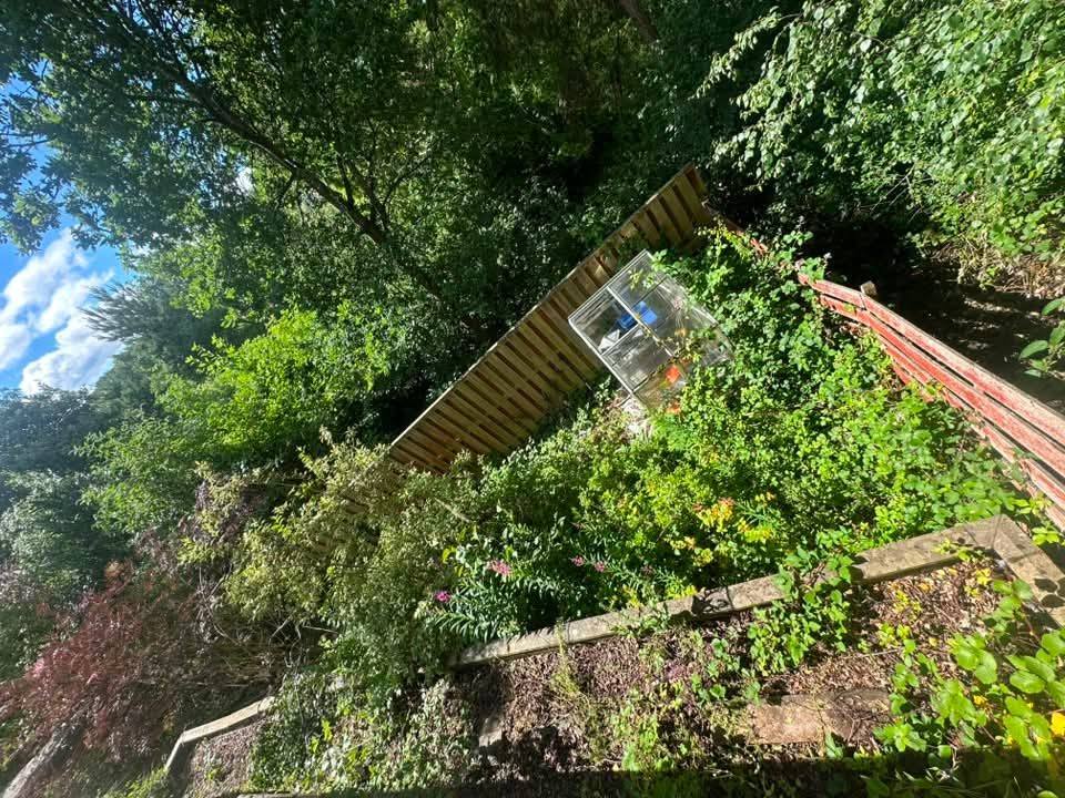 Greenhouse and deck buried in brambles