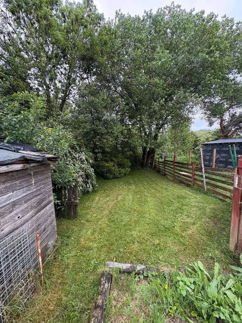 Back garden lost to tall grass between a shed and a fence