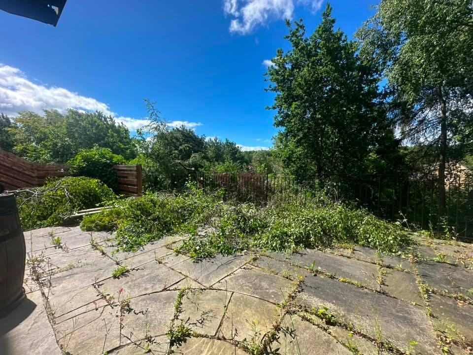 Broken concrete patio lost under weeds