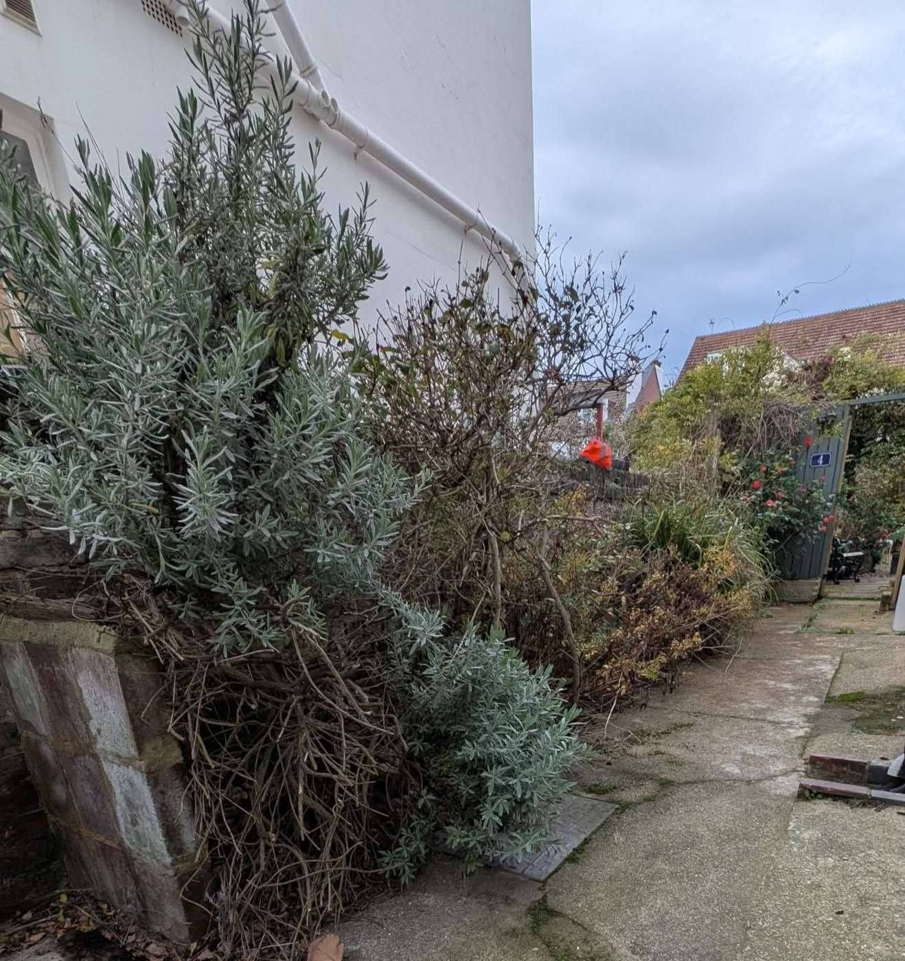 Overgrown shrubs blocking a side path