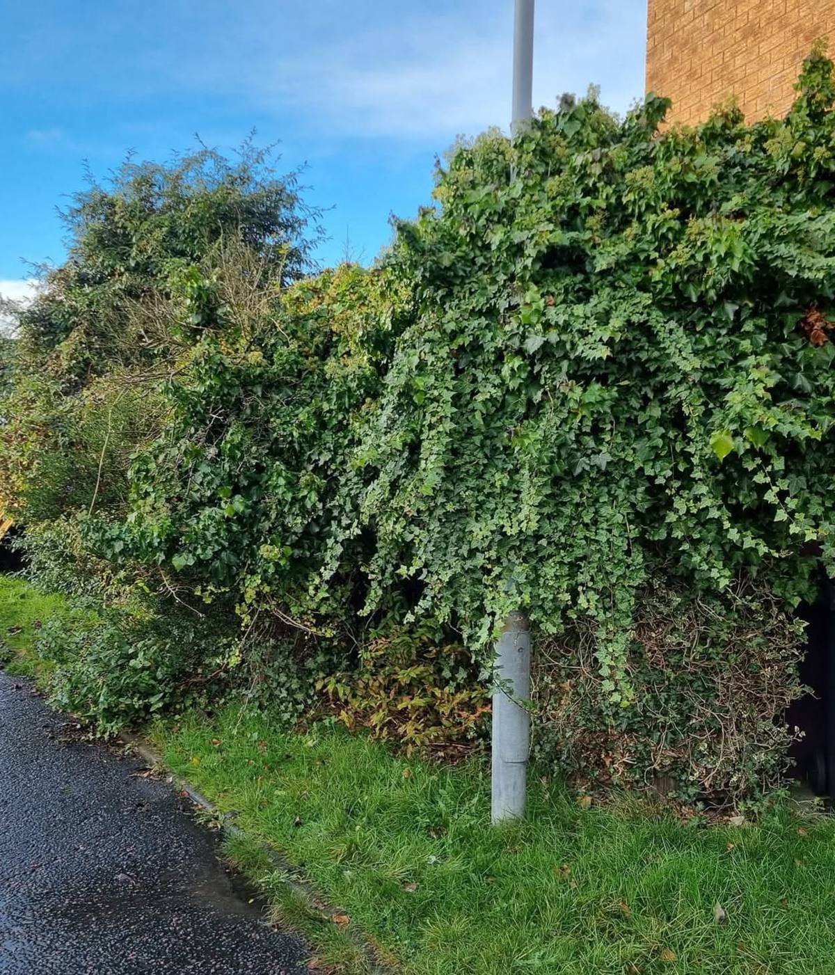 Tall ivy-covered hedge ready to be cut back