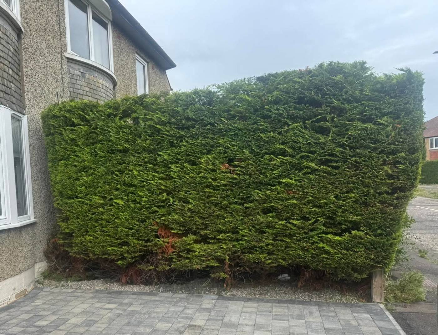 The same conifer hedge with the top cut level