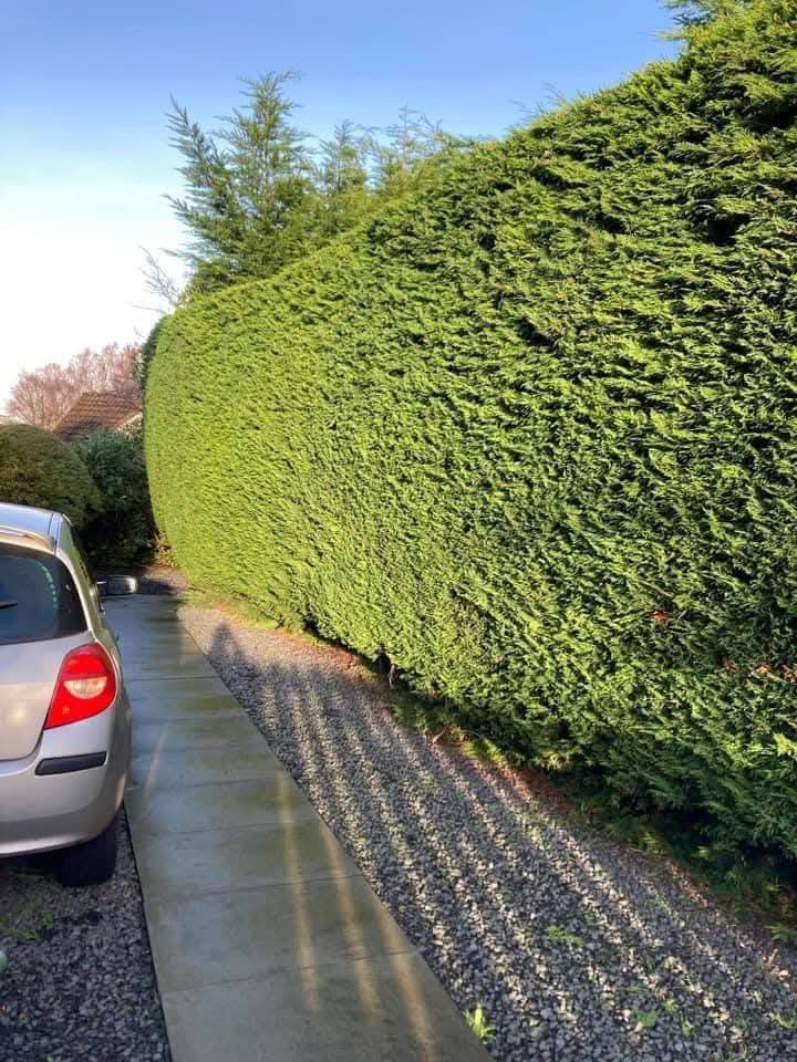 The same conifer with a clean flat face beside the car