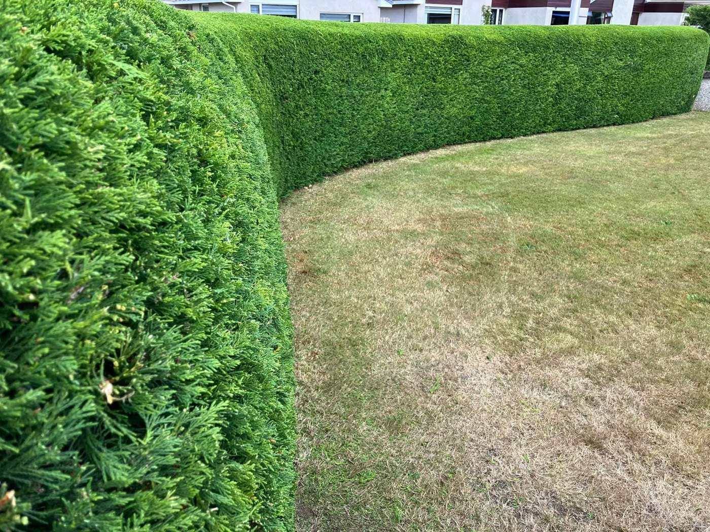 Tightly trimmed curved conifer hedge beside a lawn