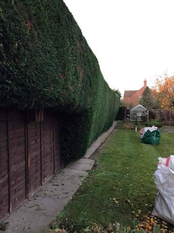 The same hedge after a reduction, with bags of clippings on the lawn