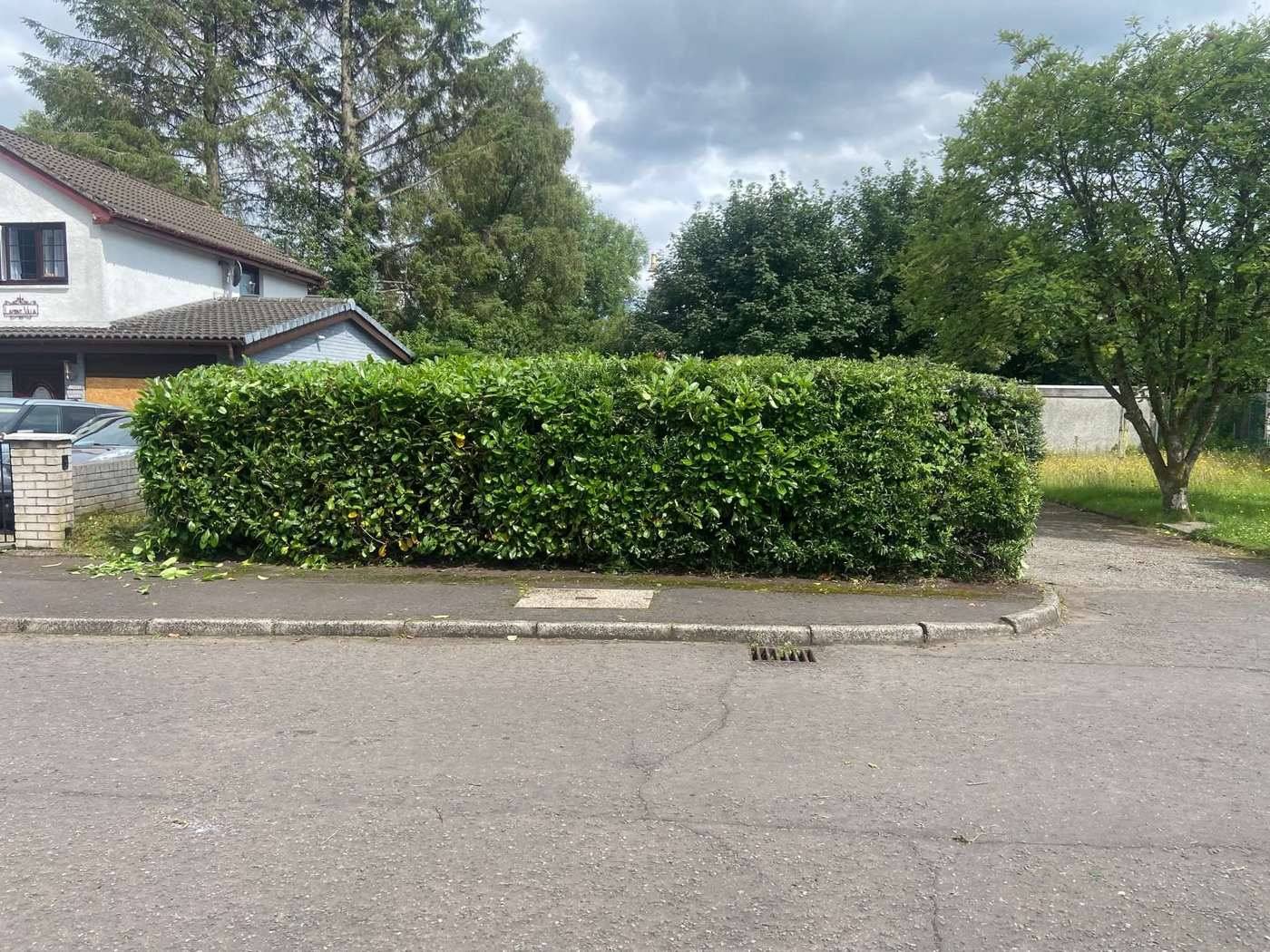 The same laurel hedge cut square, with clippings on the drive