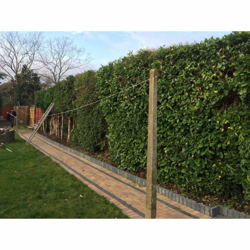 The laurel cut back to a line, with the path clear