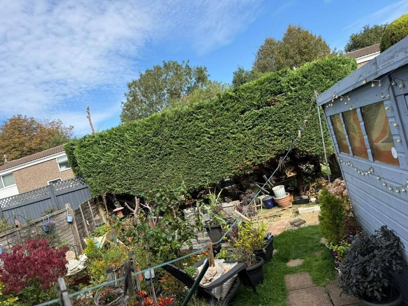 The same garden hedge with a flatter, tighter top