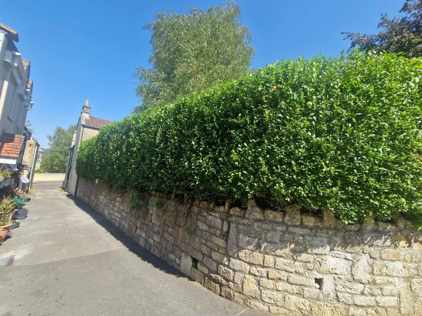 The same hedge cut to a neat line along the stone wall